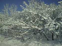 �[�����o�X����̕��i