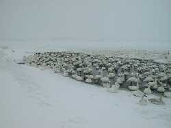 �N�b�`������