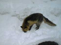 �k���˖q��