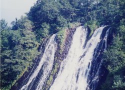 �I�V���R�V���̑�