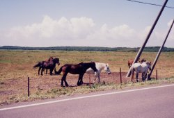 ��t�����̔n