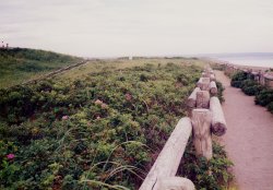 �����������ԉ�