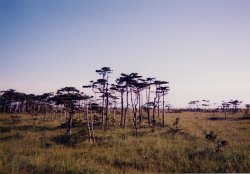 ���Ζ���