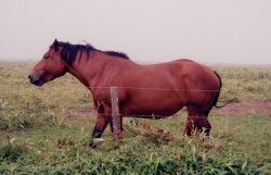 �����z�̔n