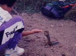 ���x�̃V�}���X