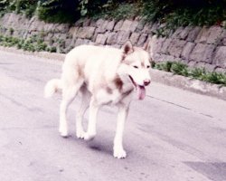 �n�X�L�[��