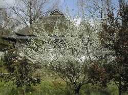 �~�Ɉ͂܂��E�҉��~