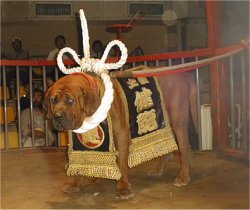 �y���̓���