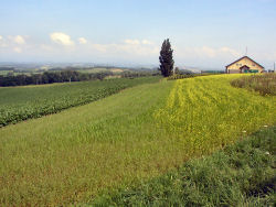 �P���ƃ����[�̖�