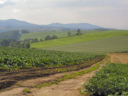 �}�C���h�Z�u���̋u����