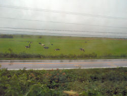 ���}�ԑ�����q��