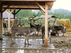 �g�i�J�C�q��ɂ�