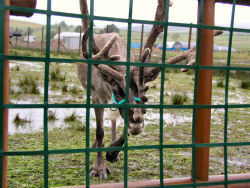 �g�i�J�C�q��ɂ�