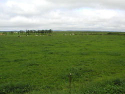 �y���̖q��