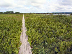 ���}�h���[���}�C�Q��