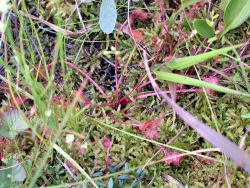 ���E�Z���S�P