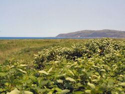 ���C�w�߂�����m�V���b�v����