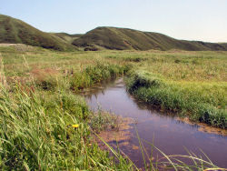 ���C�`�߂��~�j����