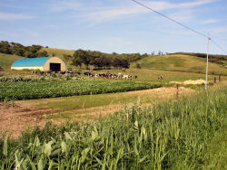 �E�m�̖q��