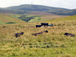 �@�J�u�˂̓���