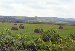 ���O�}�t�߂̖q��