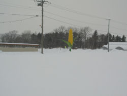 �N�m�[���H��̃g�E�L�r