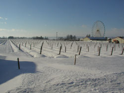 �r�c�u�h�E��