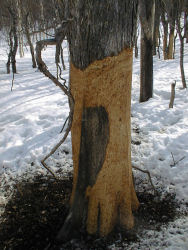 ���ɋ��ꂽ��