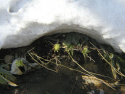 �t�L�m�g�E