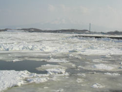 ���X�z���ɂ��т��锒���R