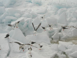 ���X�Ɏ~�܂�J����