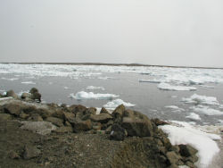 �T���}�ΌΌ�