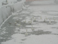 ��������ɏW������