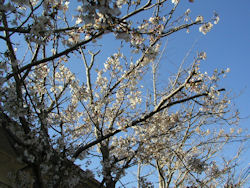 �L�c���w�Z�̍�