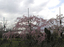 �������̍�