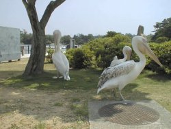 ��Ռ΂̃y���J��