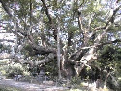 �N�X�m�L�̐X