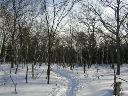 �������֌�����