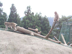 �쉎�����̉�