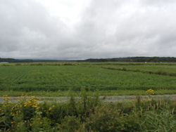 ���ՂȔ_��