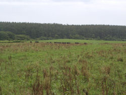 ��s�݂̖q��