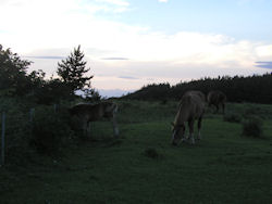 �[���̊����n