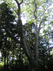 ���؃I�O��