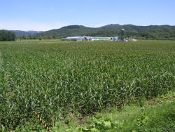 �芥�̃g�E�L�r��