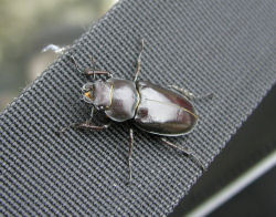 �N���K�^�o��