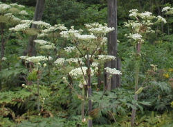 strange plants �G�]�j���E