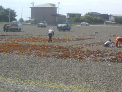 ���z����