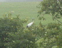 �c���o��