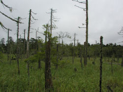 �����͂ꂽ�A�J�G�]�}�c