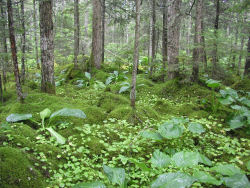 �X�т̑�����